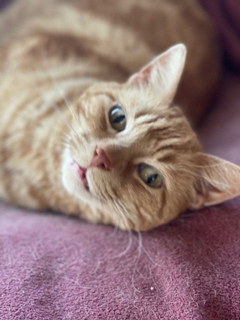 Hammy the Hamnavoe House cat.
